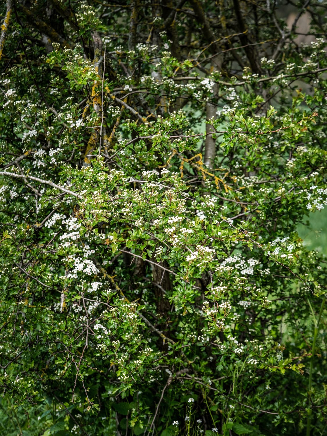 Spring blossom on a hawthorn tree