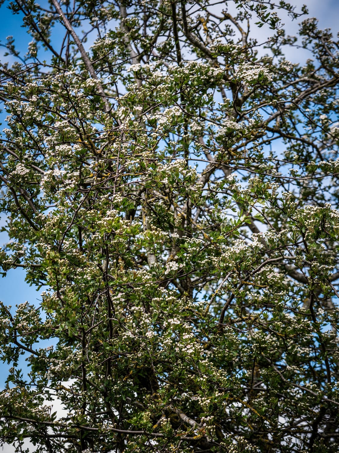Hawthorn blossom against a spring sky