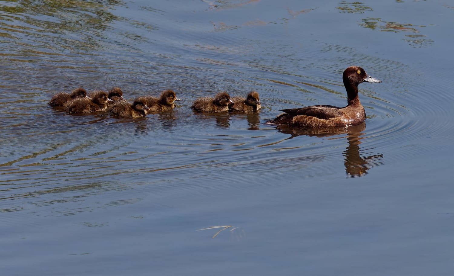 Mother duck with ducklings in tow