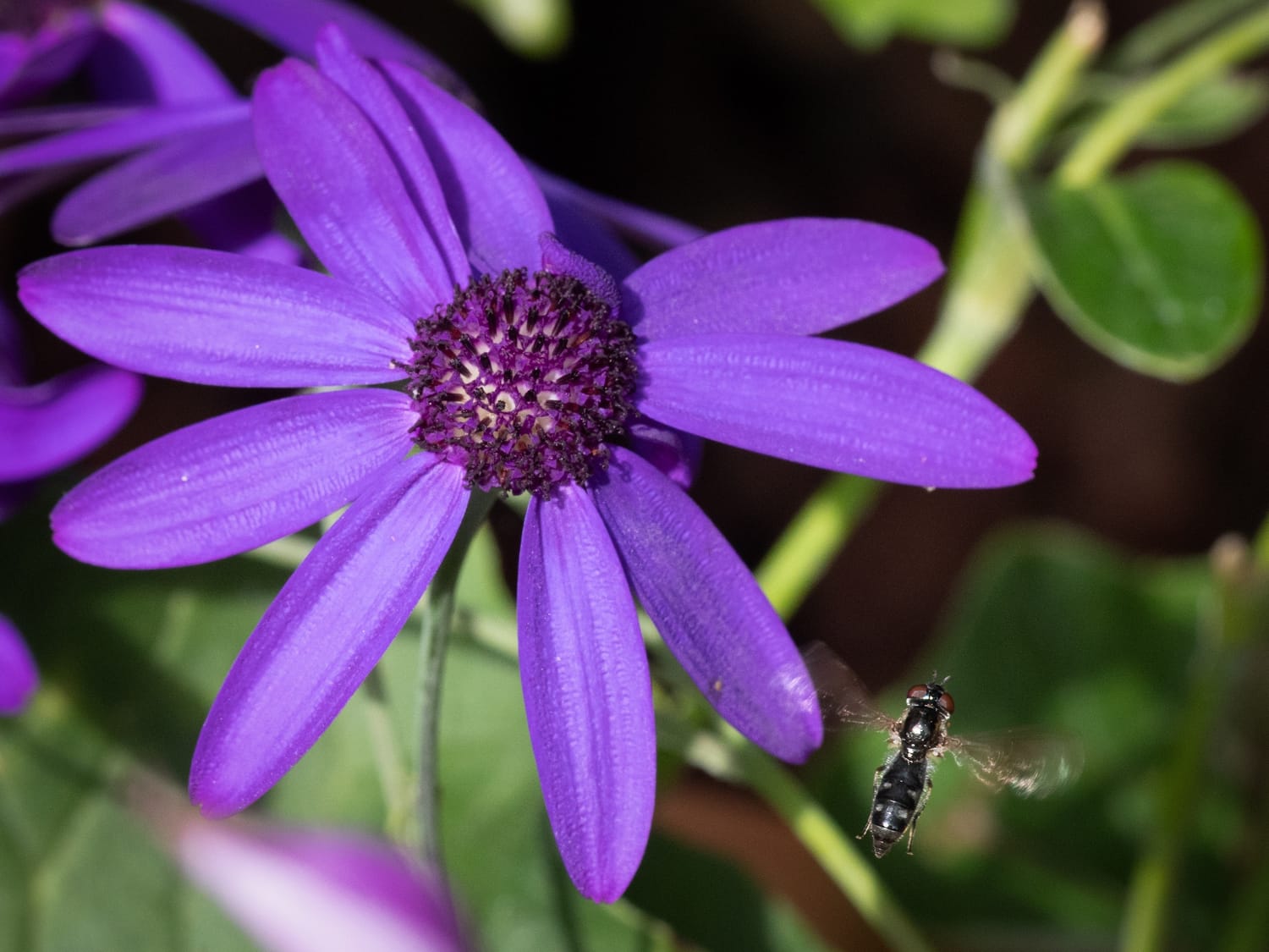 Overfly is attracted to purple flower