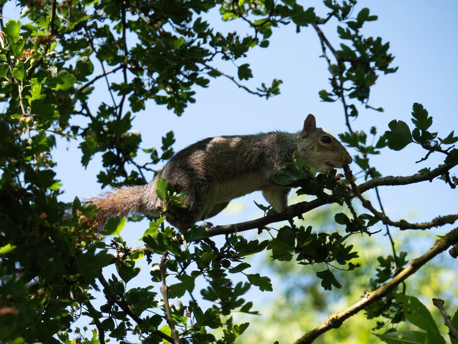 Grey squirrel foraging in the branches on an oak tree