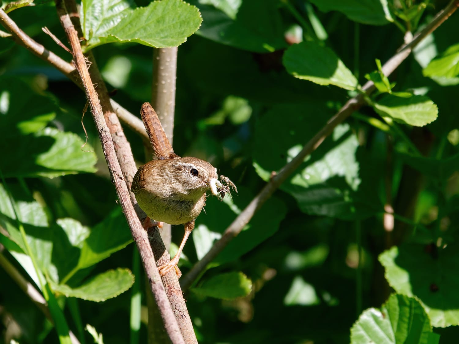 A wren with food for her young