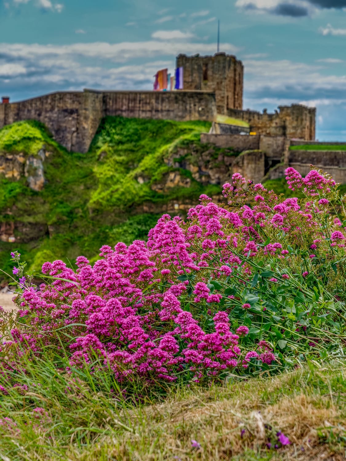 Flora on the banks near Tynemouth Prior and Castle