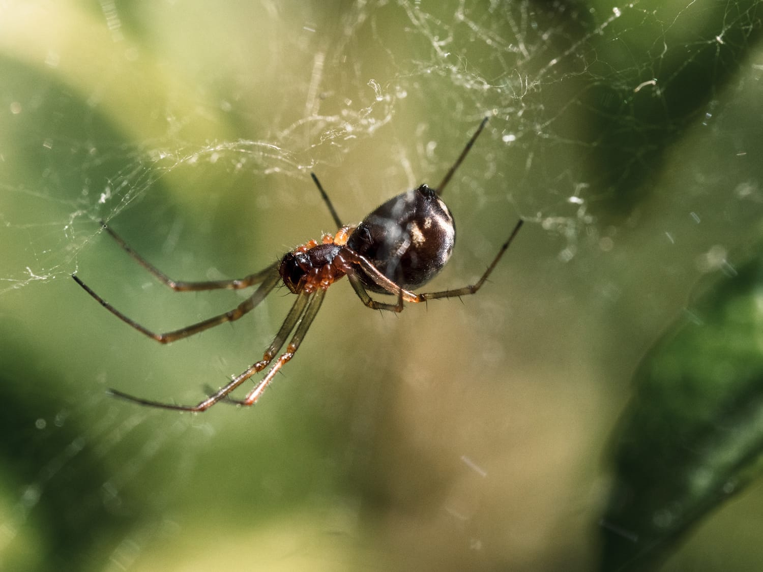 A spider seeks food for its young