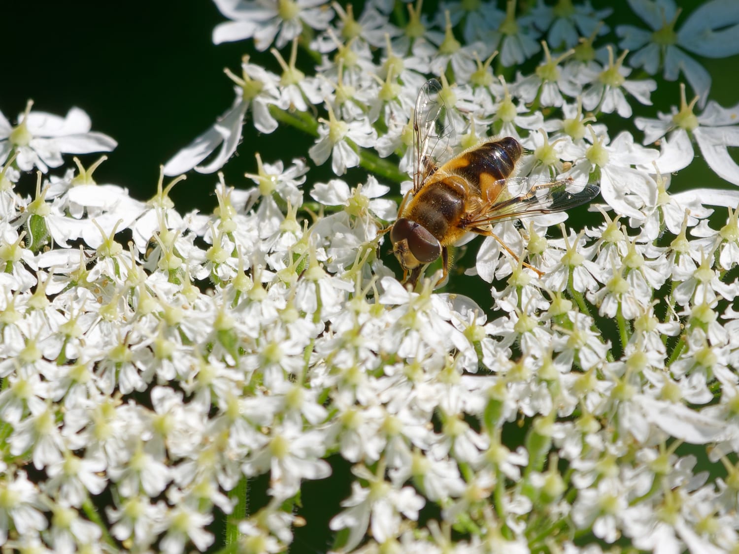 Hoverfly collects nectar from a midsummer floral bloom