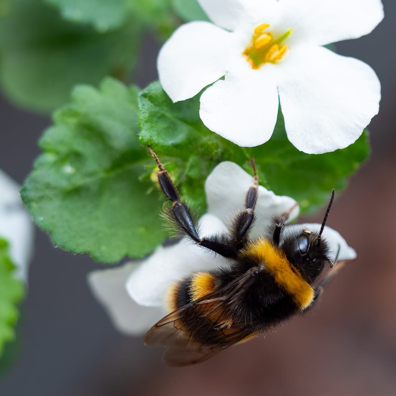 Bumblebee collecting nectar from a midsummer flower