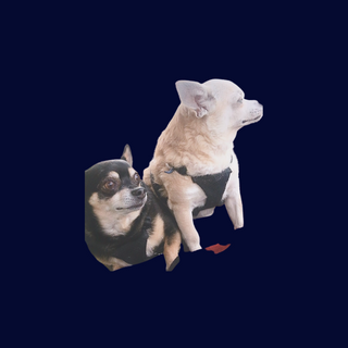 Duckie and Dino, two chihuahuas