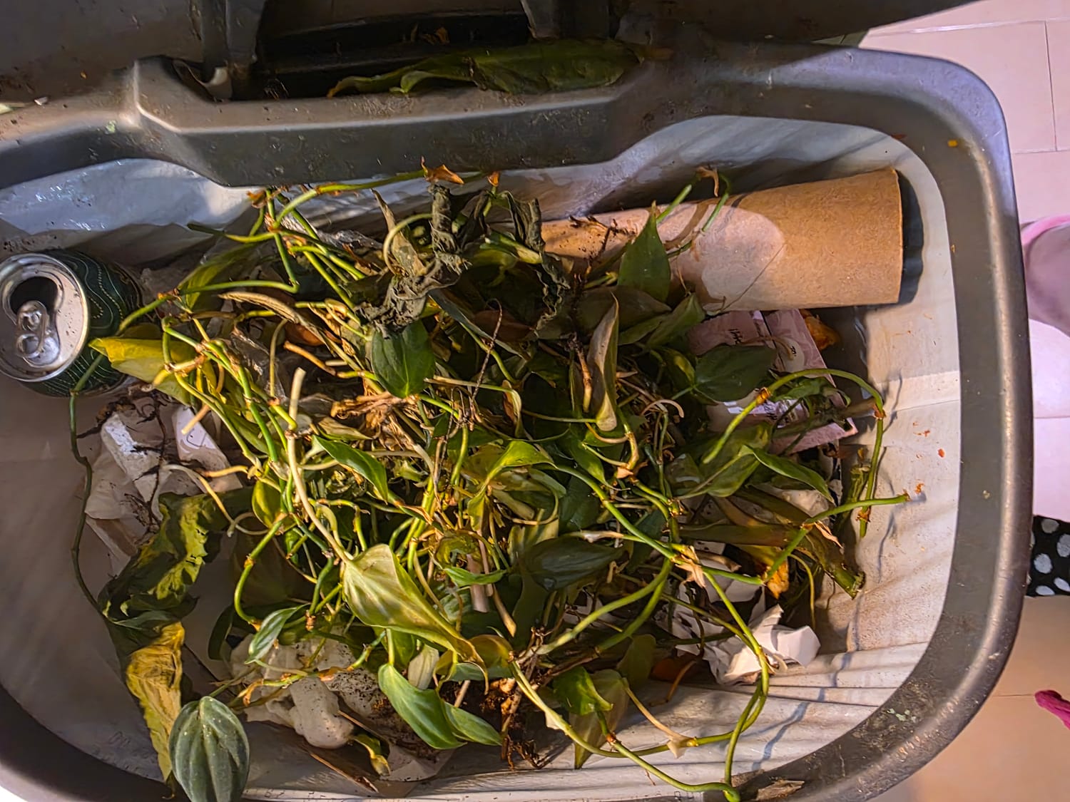 A plant inside of an open trash can, among other garbage.