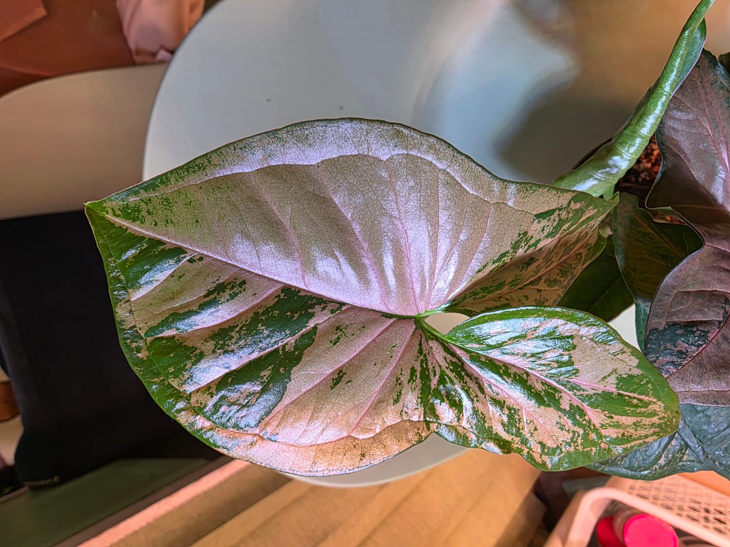A close up image of an arrowhead plant leaf, pink and green.