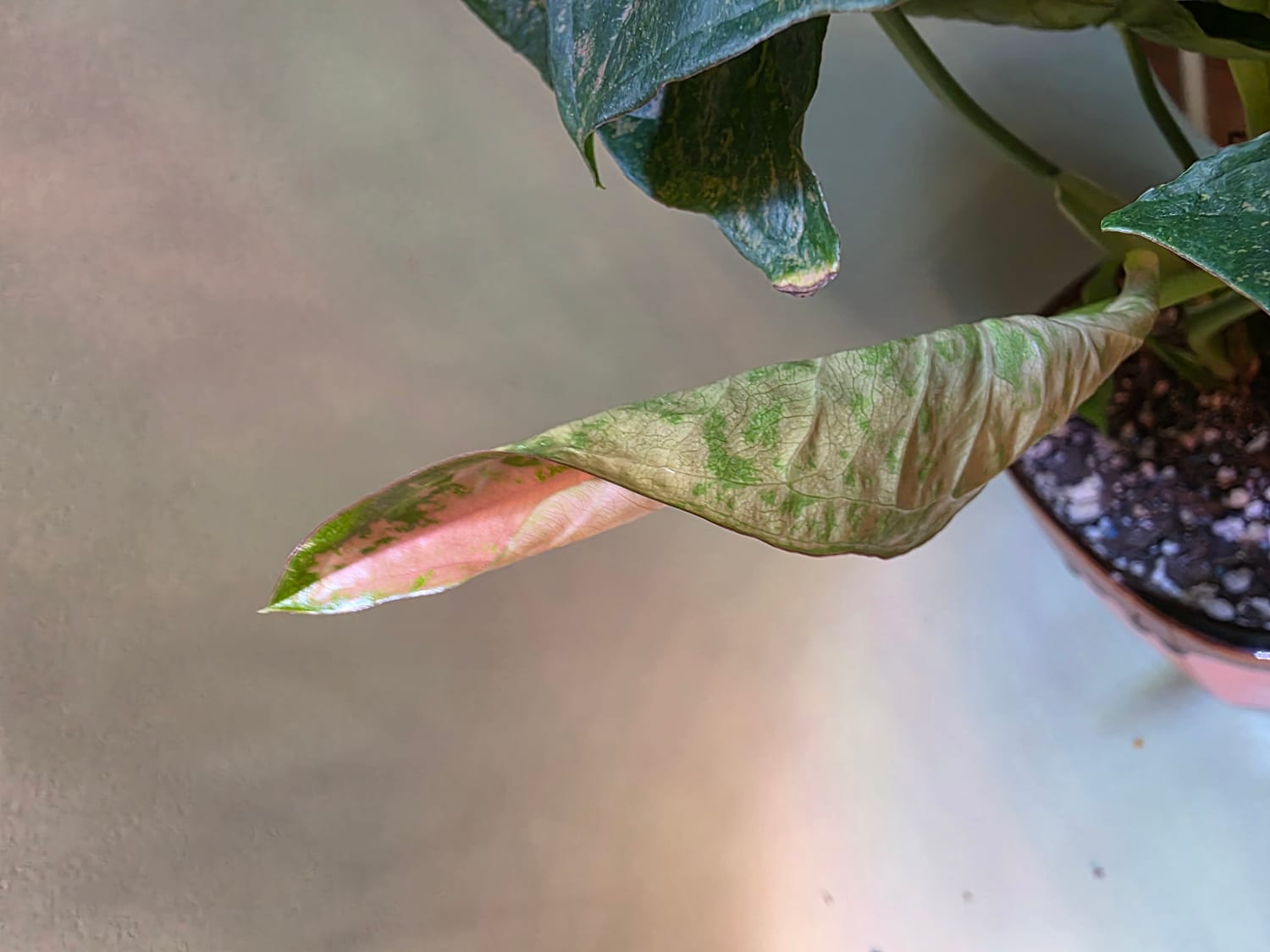 A close up photo of a syngonium leaf unfurling.