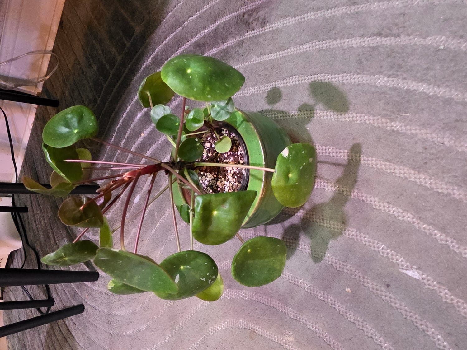 An full image of a pilea peperomioides, a plant with UFO shaped leaves.