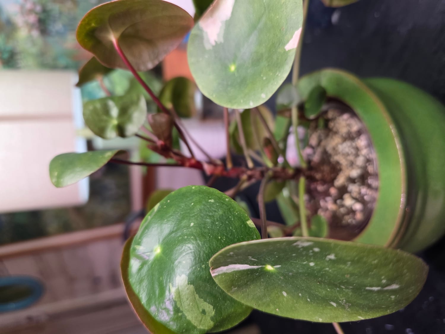 A close up photo of pilea peperomioides, a plant with UFO shaped leaves.