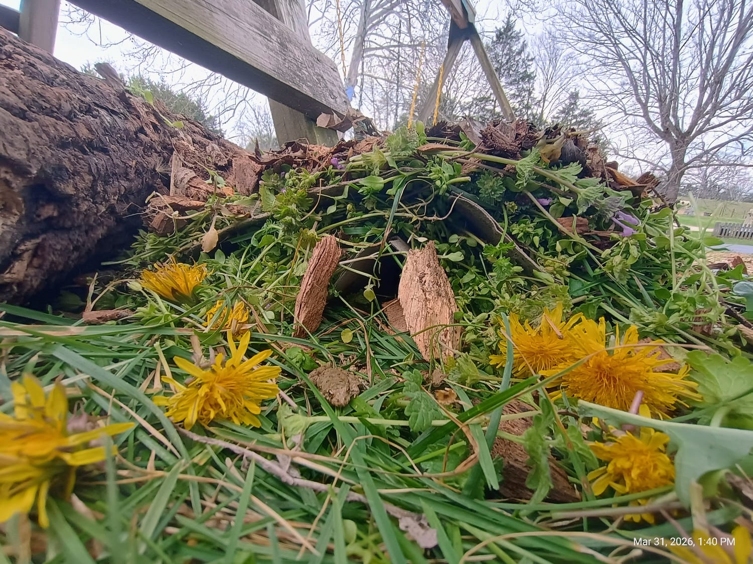 frog house