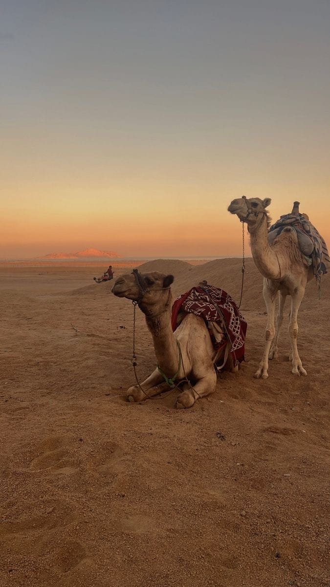 Evening Desert Safari Dubai with BBQ Dinner