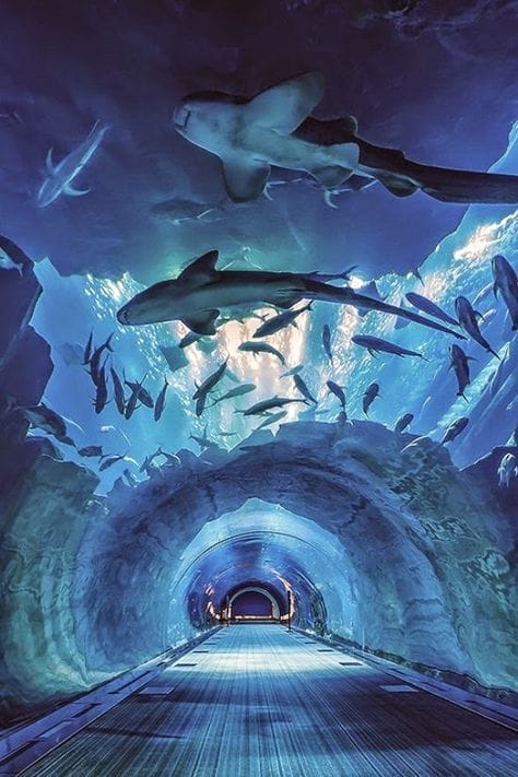Dubai Aquarium and Underwater Zoo Silver Regular Pass
