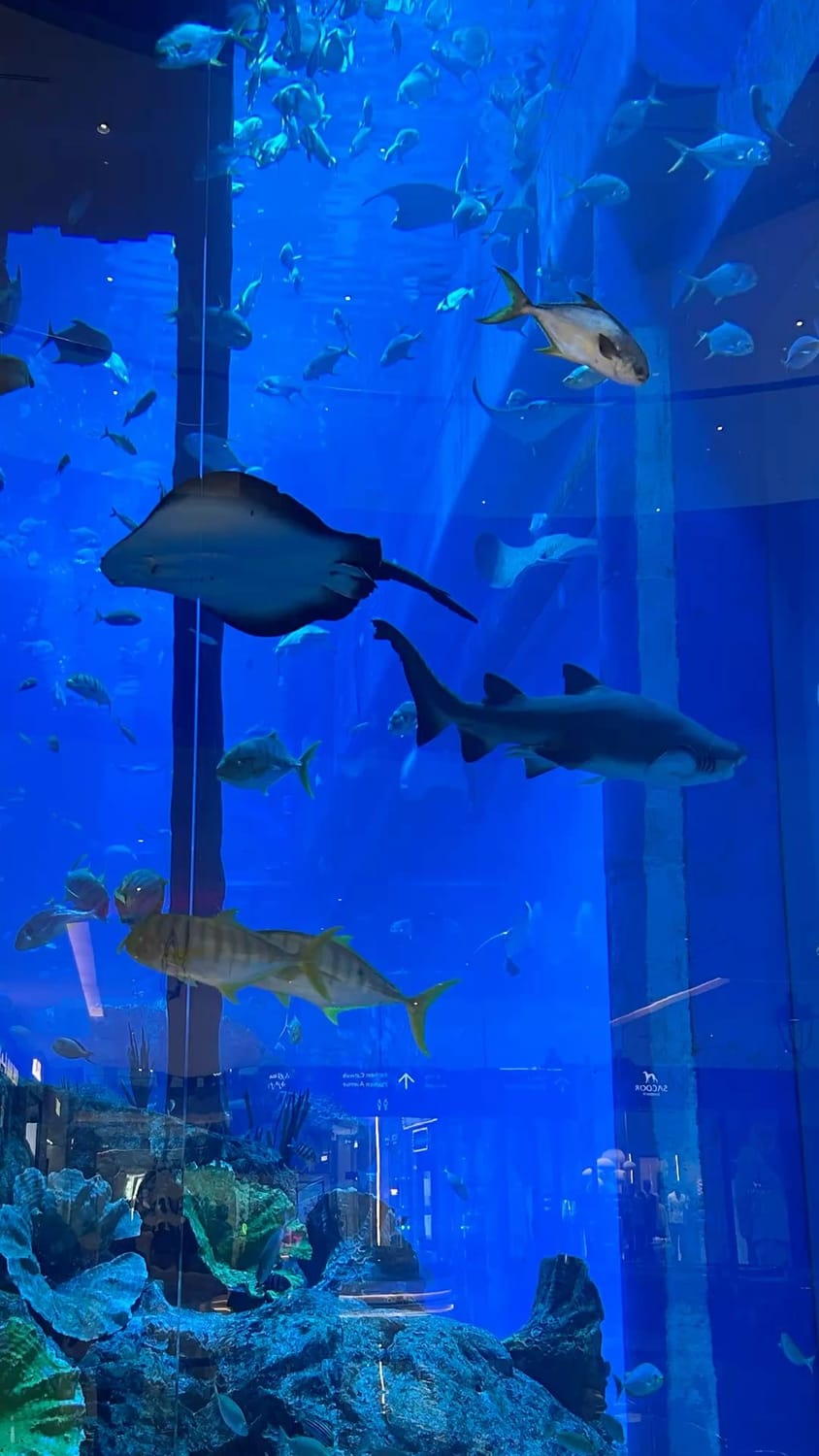 Dubai Aquarium and Underwater Zoo Ticket