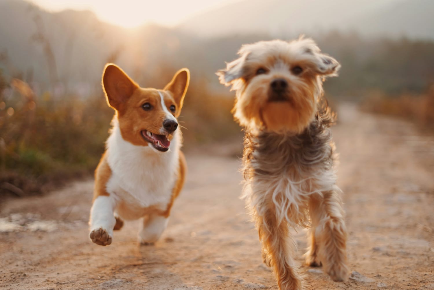Deux chiens en pleine forme courent au coucher de soleil