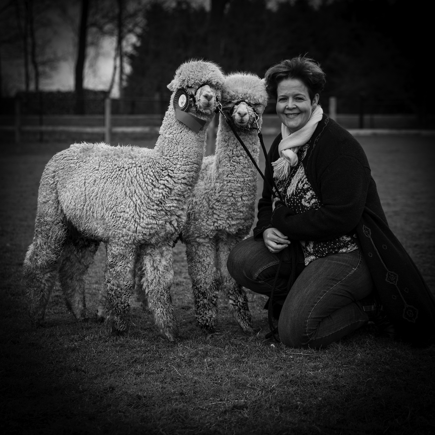 Foto Chantal Versleijen met alpaca's | Founder AlpaCompass.