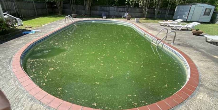 Green algae pool before treatment