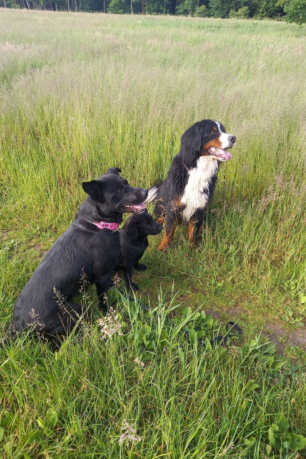 Entspannter Hund in ruhiger Situation