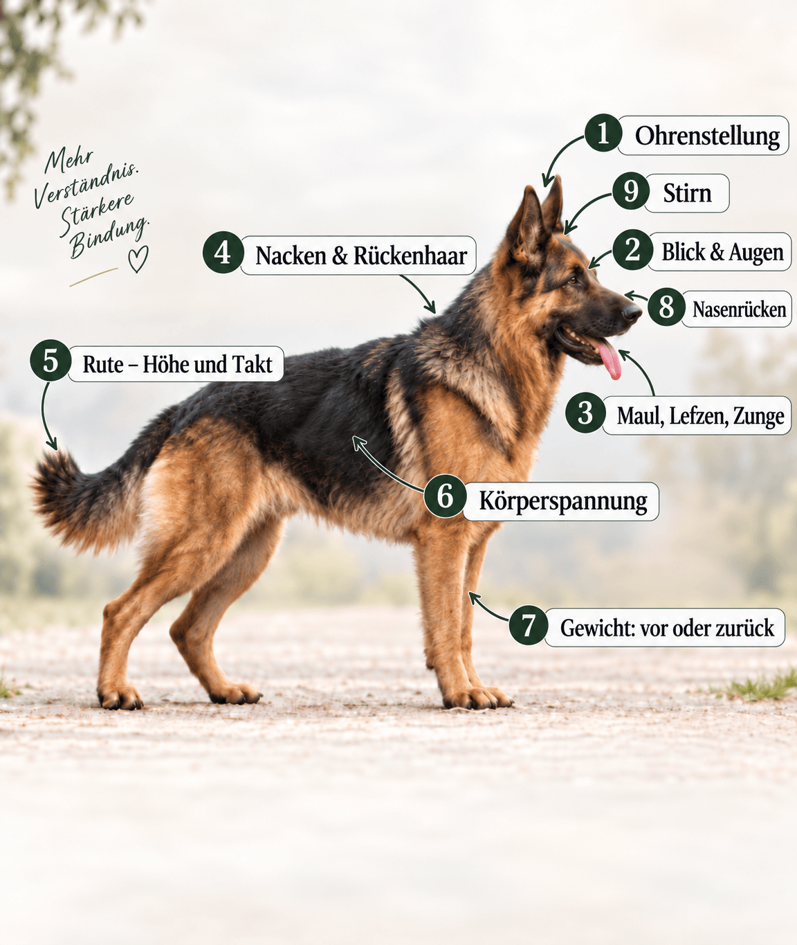Hund mit neun markierten Körperregionen