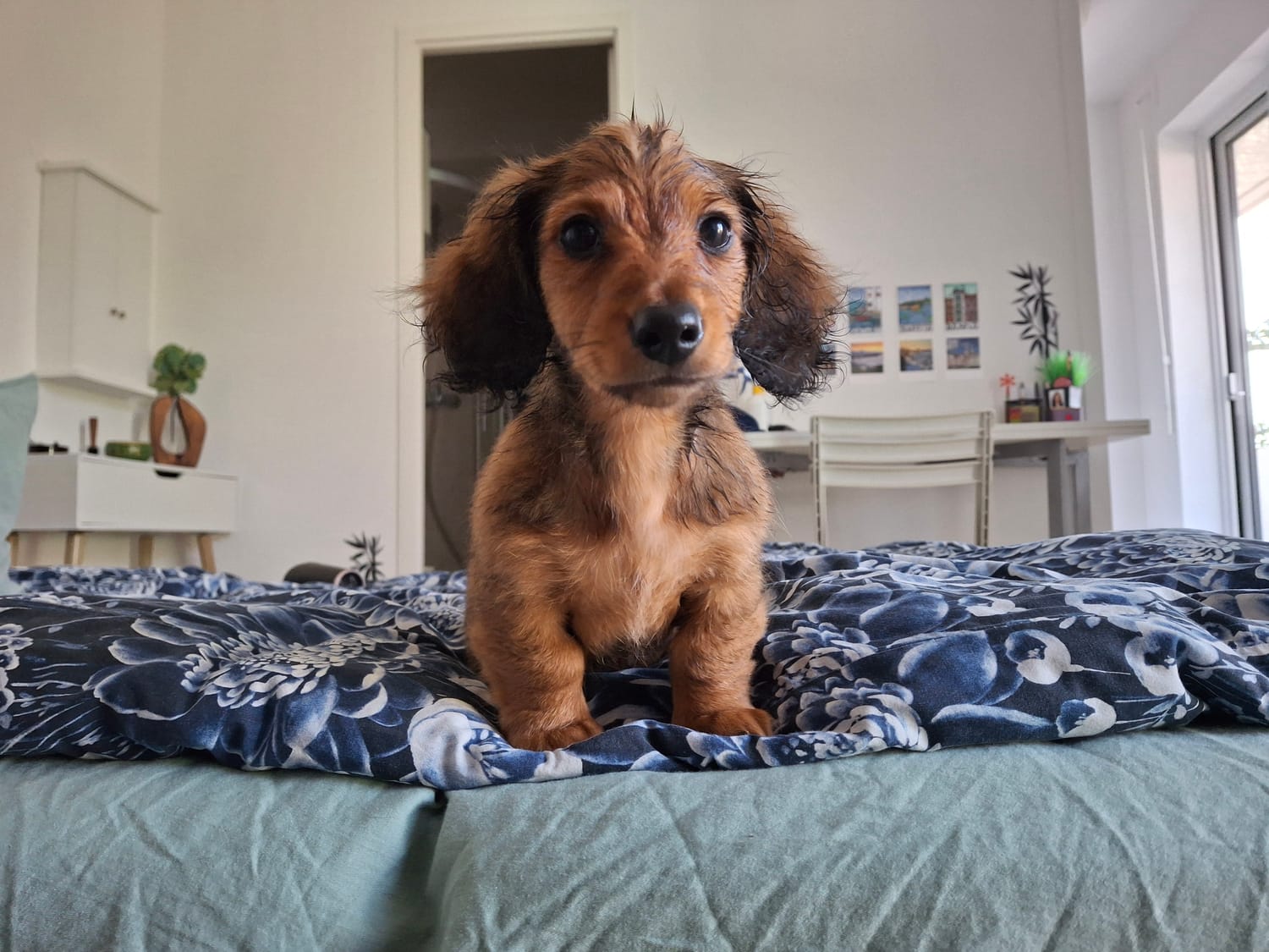Éducatrice comportementaliste Pays Basque - Témoignage client avec chien