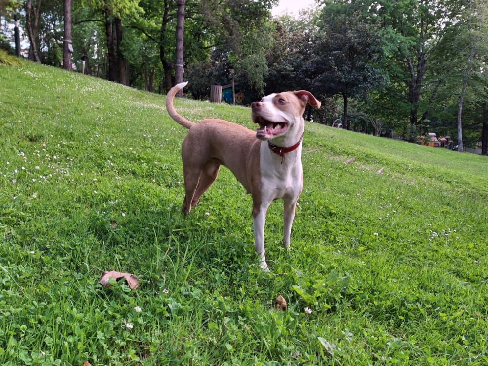 Éducation canine positive et bien-être - Histoire de Lana au Pays Basque