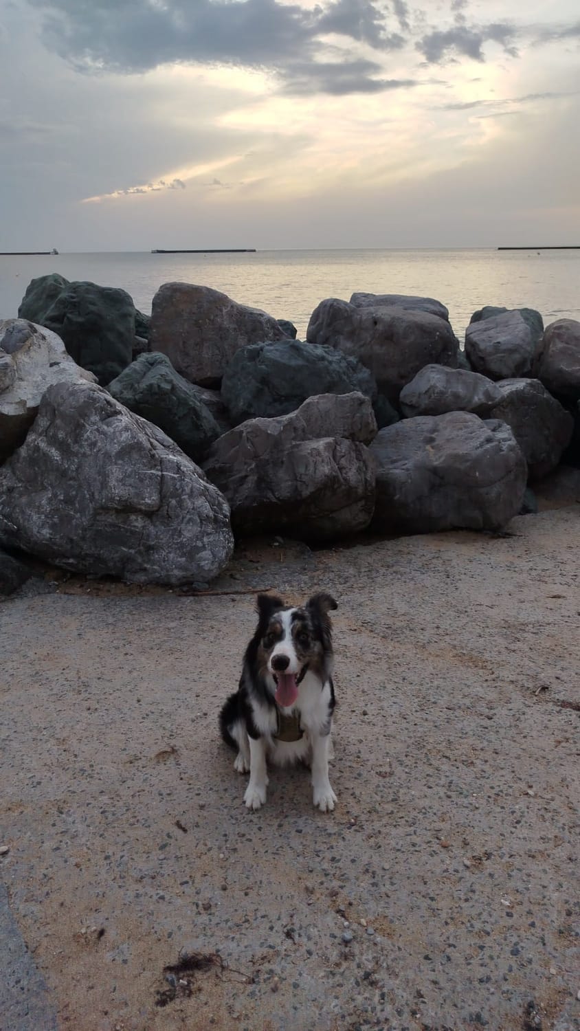 Accompagnement comportemental canin - Témoignage de réussite avec Ajax
