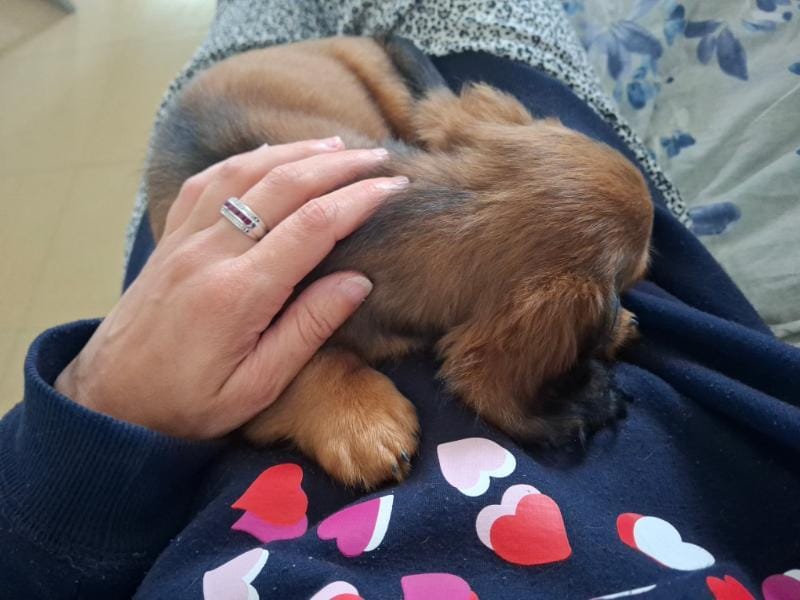 Accompagnement comportemental canin et félin au Pays Basque - Solutions sur mesure