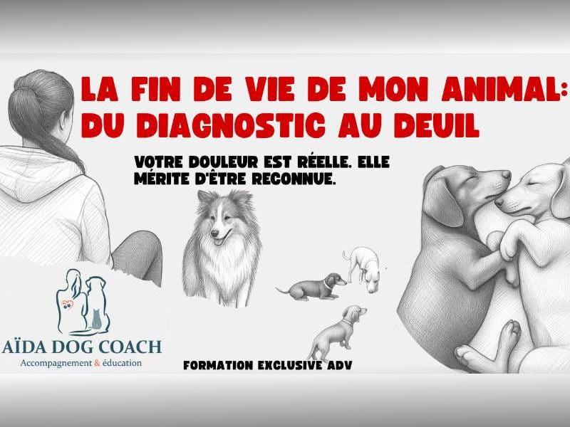 Formation éducatrice canine et comportementaliste - Apprendre à comprendre votre animal