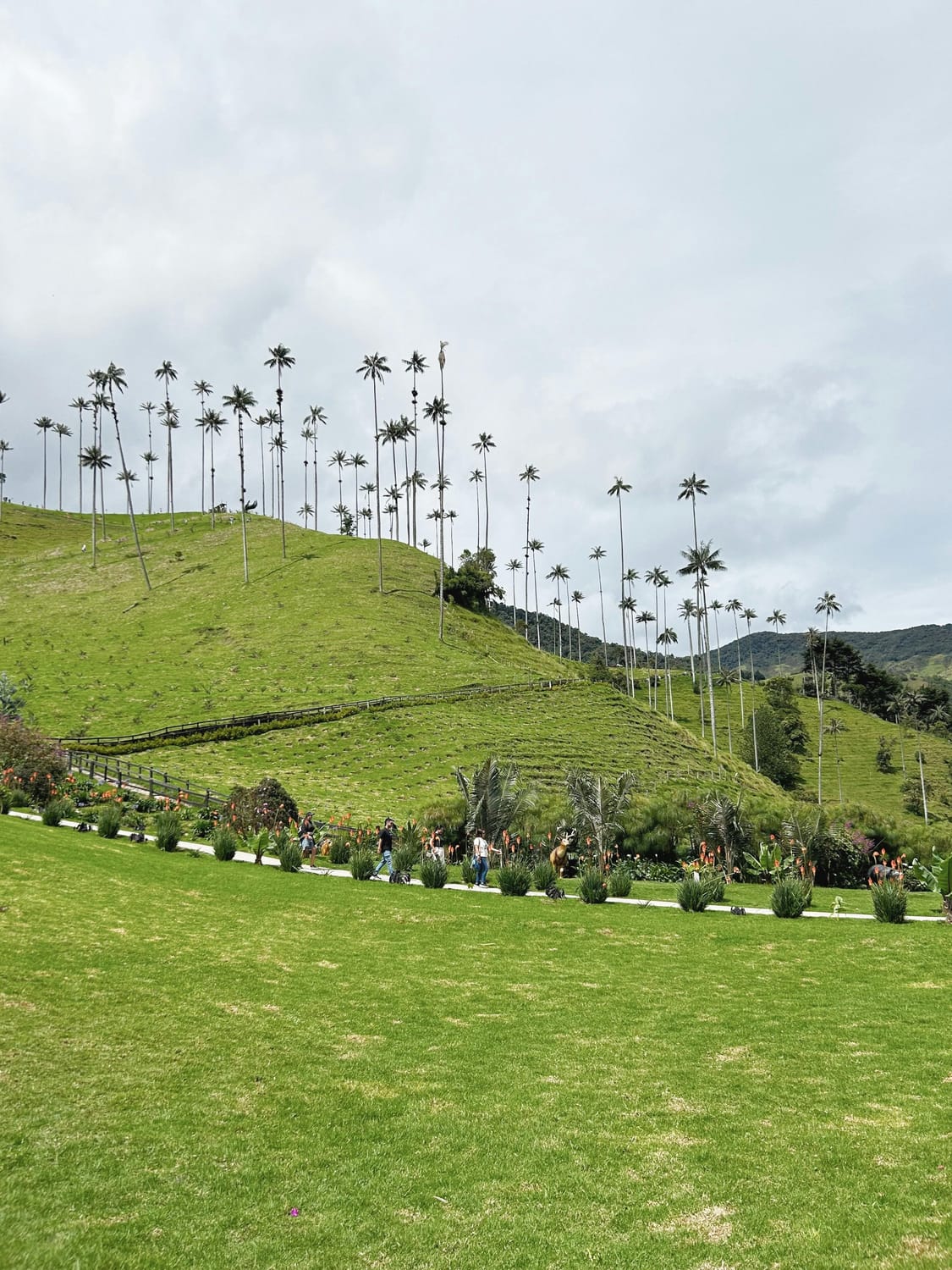 Valle del Cocora
