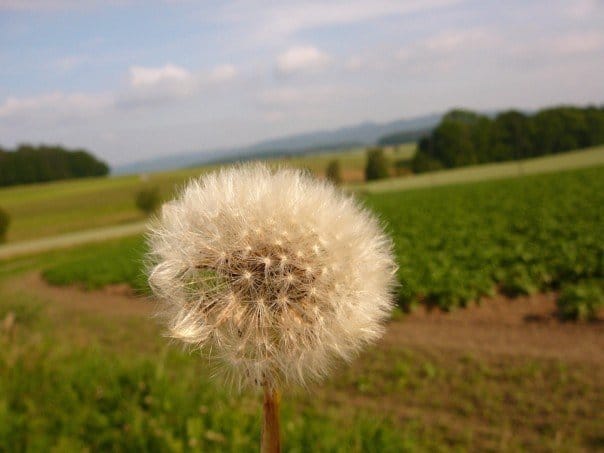 Picture of a dandelion with field in backdrop