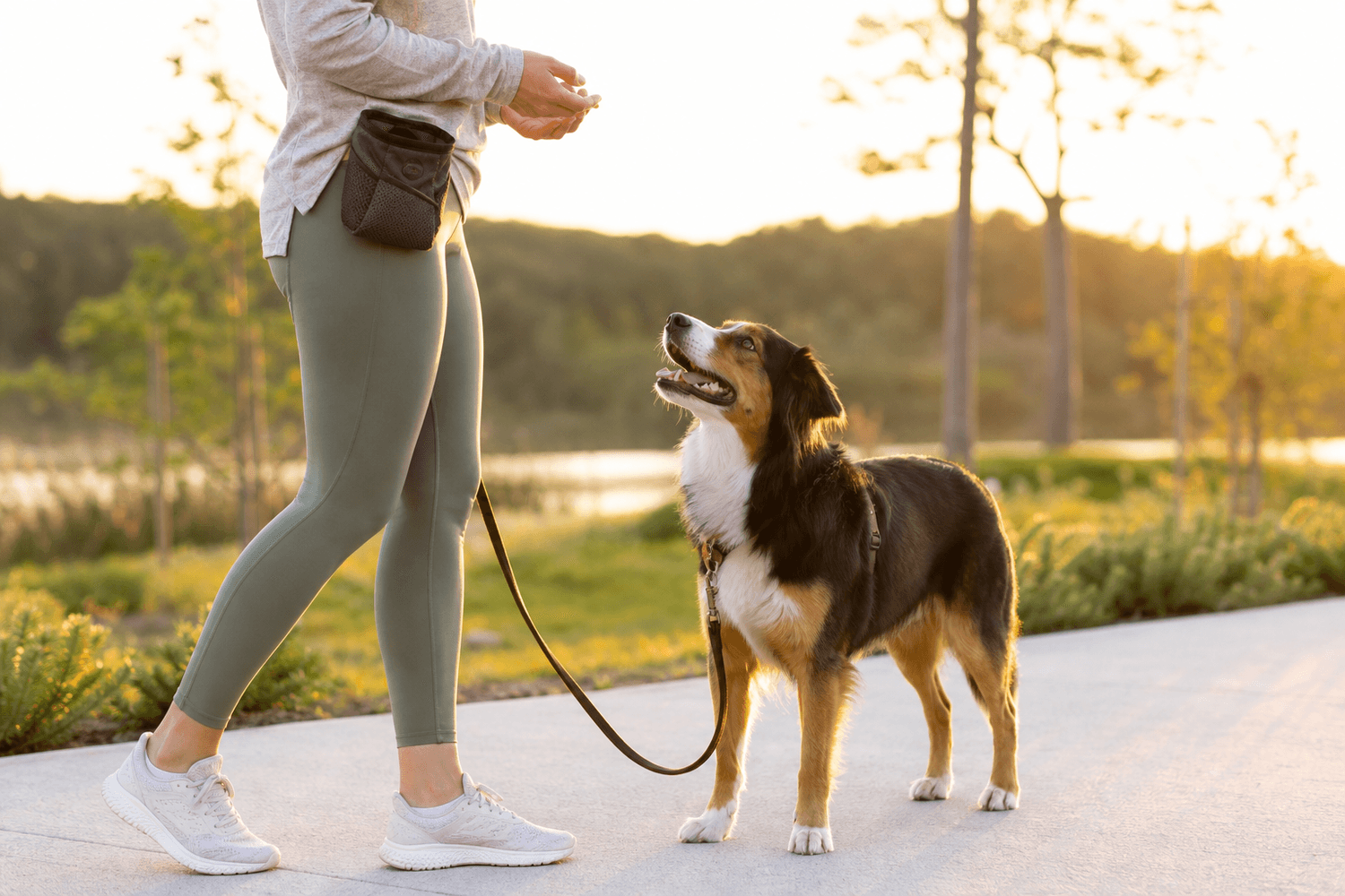 RockyNus calm dog training