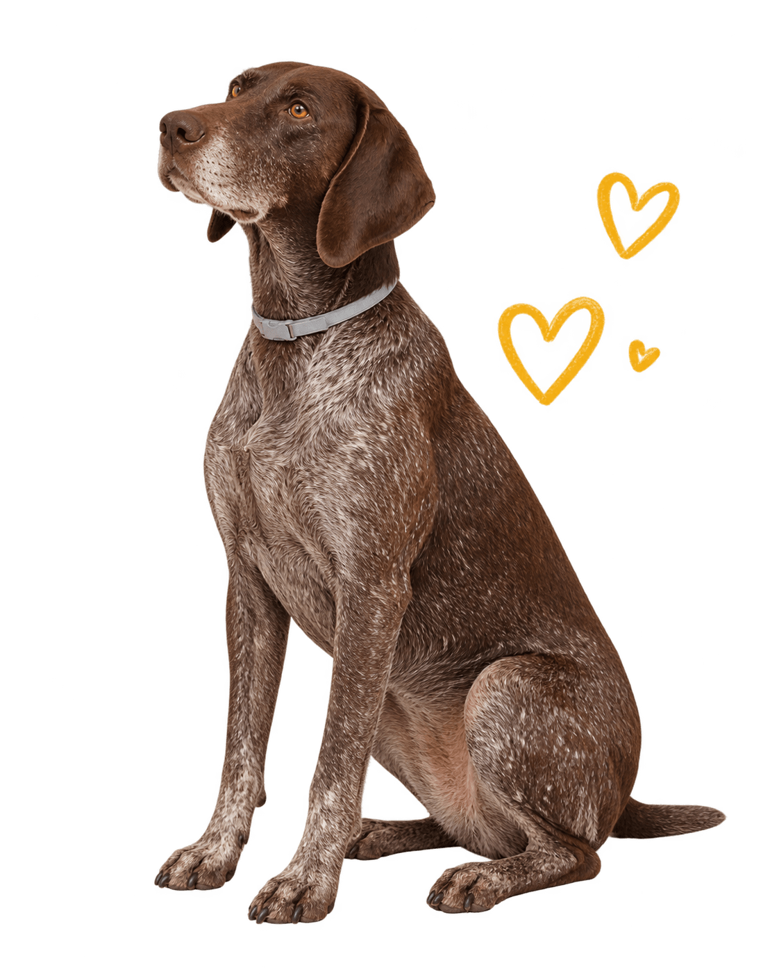 Perro Braco