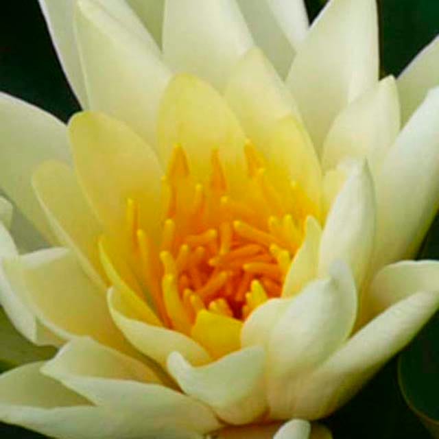 lungeblumen