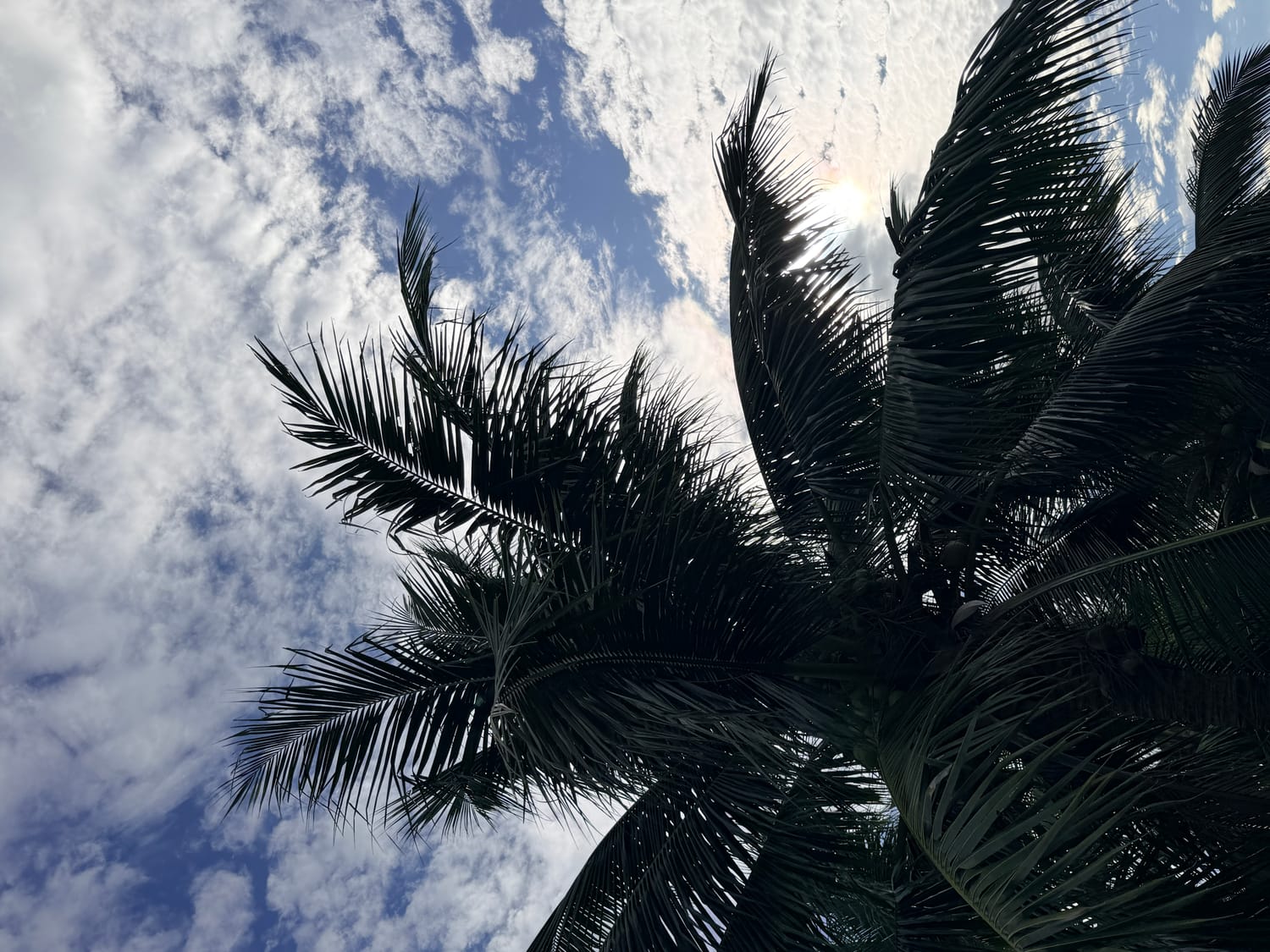 Open sky, clouds, and palm leaves