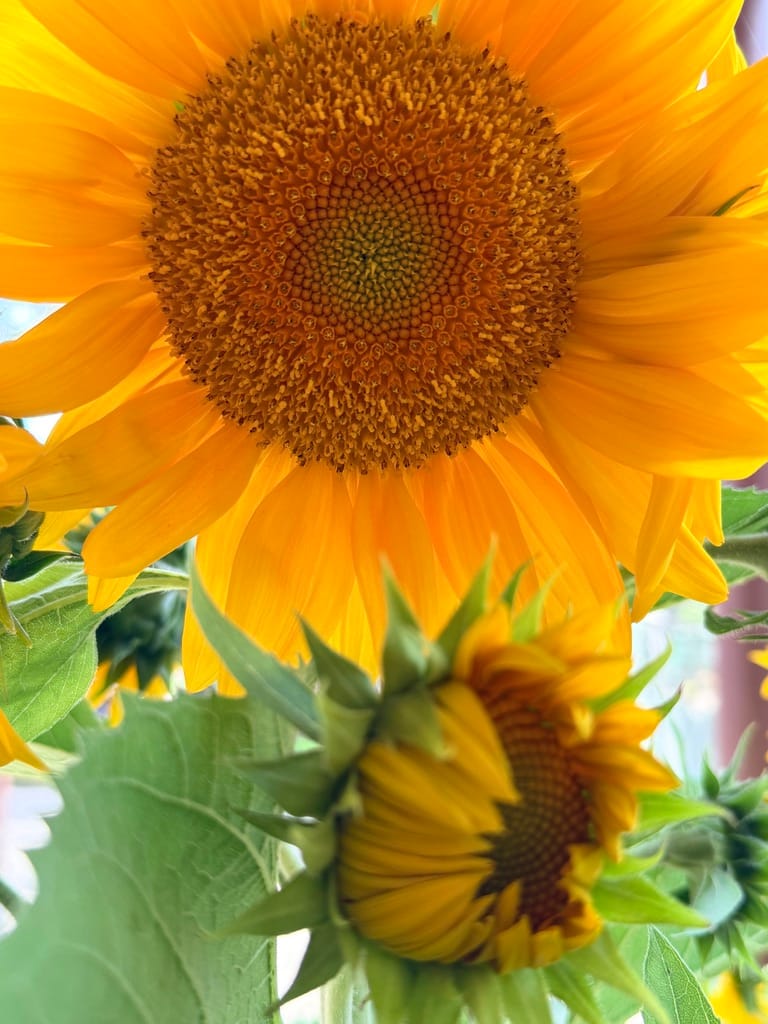 Sunflower