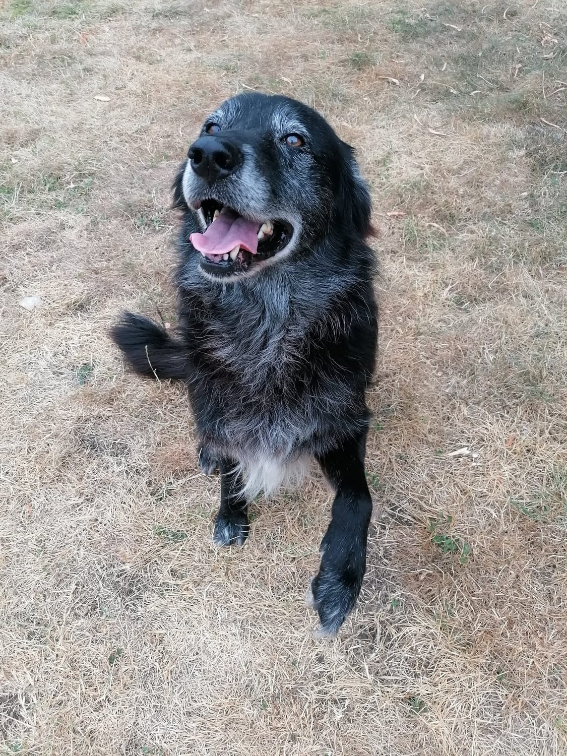 Drago, a black dog with amber eyes sitting in the grass.