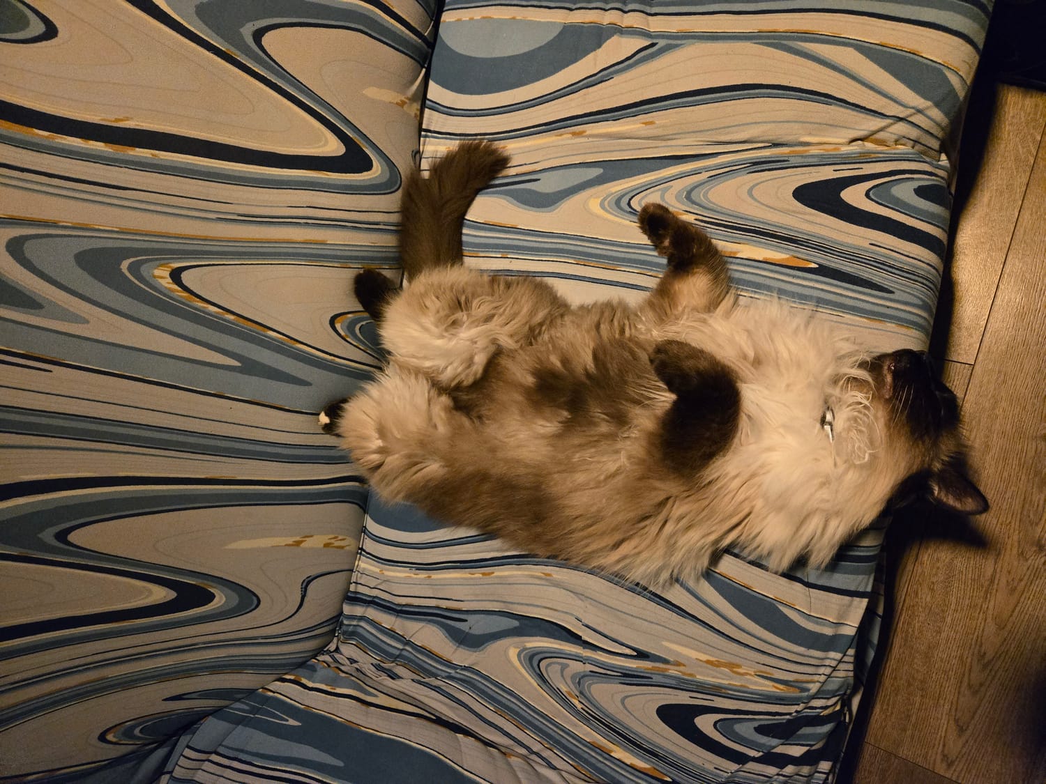 Un chat vautré sur le dos sur un canapé