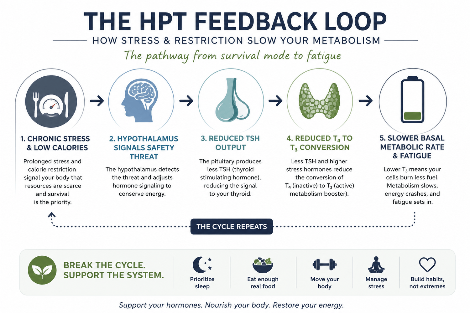 HPT Axis - feedback loop between the hypothalamus, pituitary and thyroid glands that regulate metabolic rate and body weight