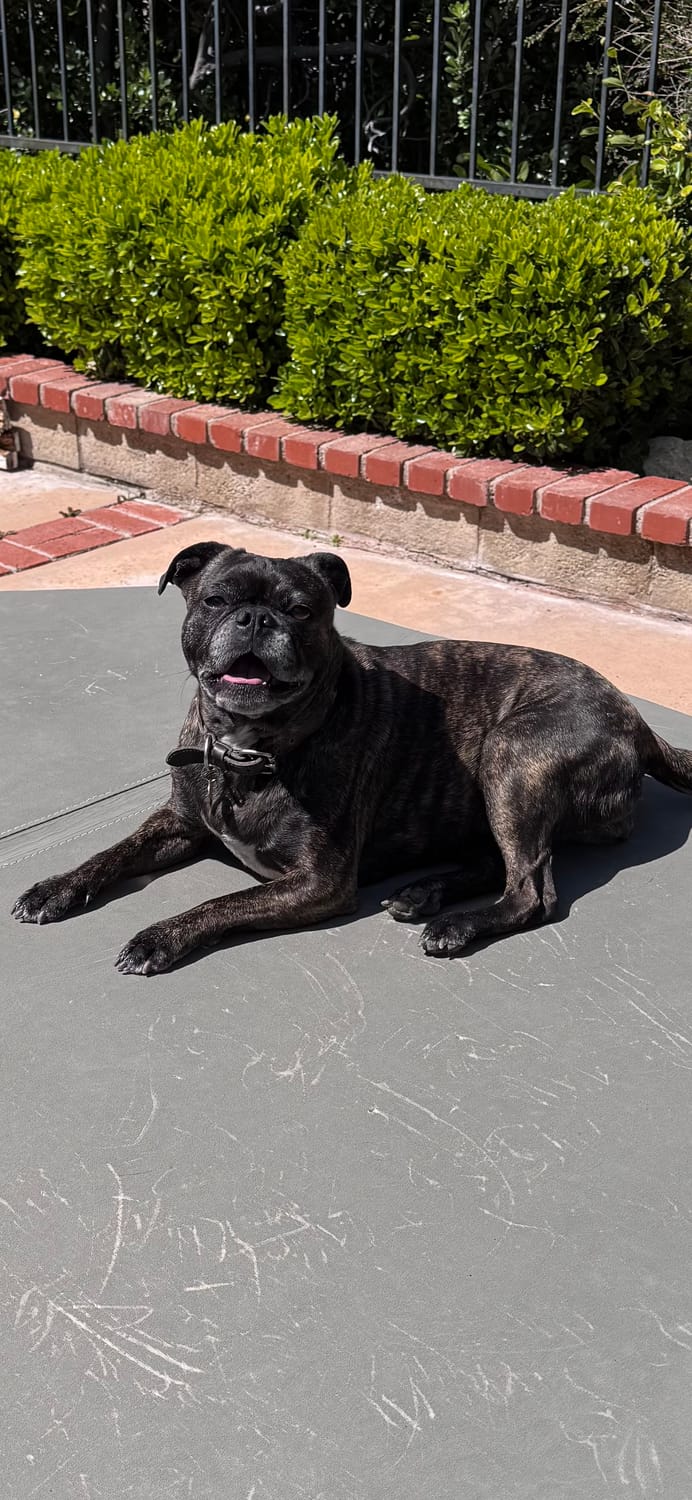 Verified Pet Management Review - Ventura Client