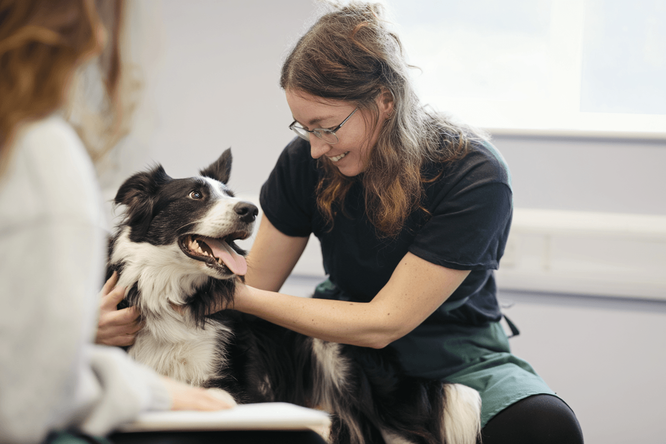 Canine Rehabilitation Course Brisbane