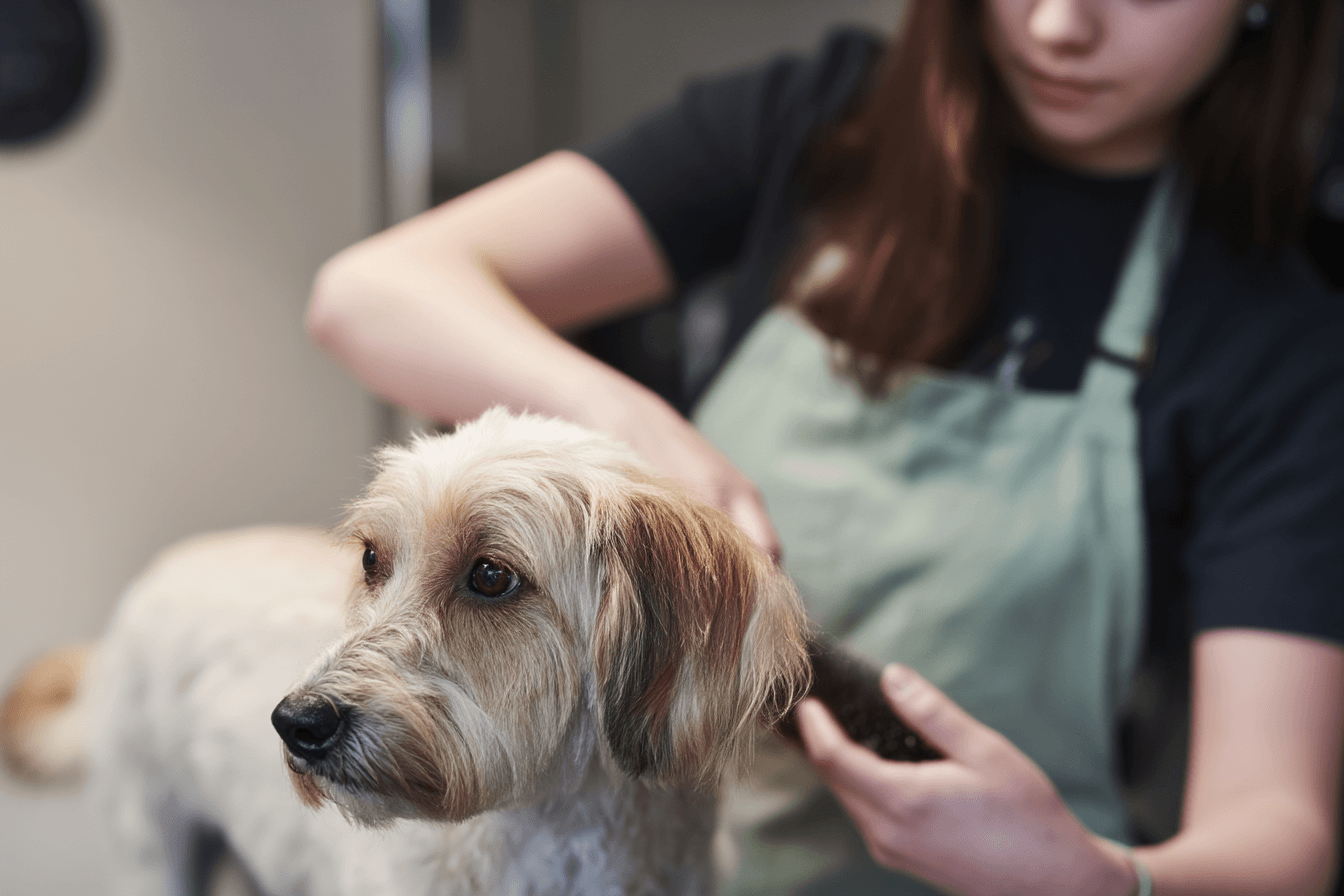 Calm Dog First Grooming Course Brisbane