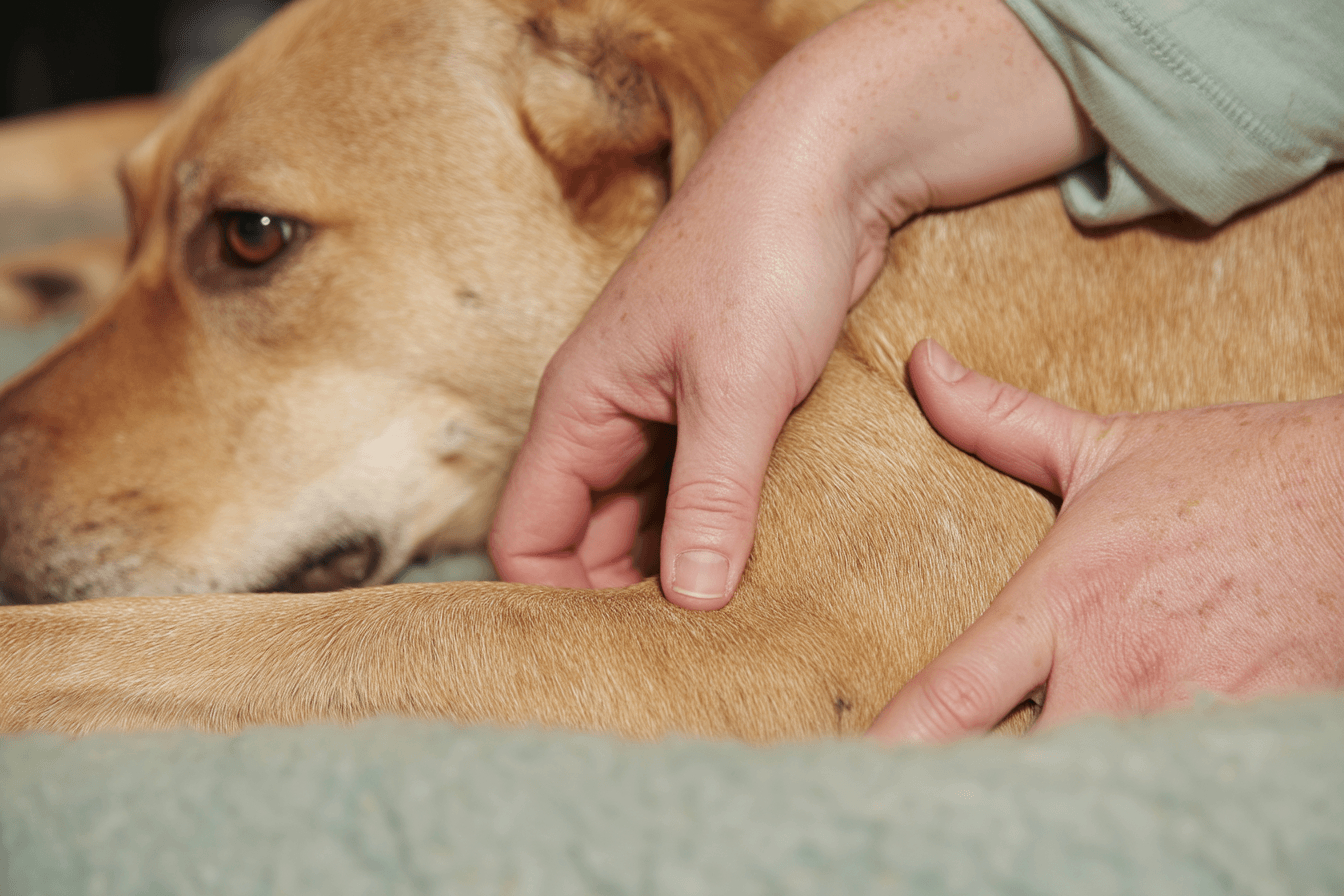 animal massage course Brisbane