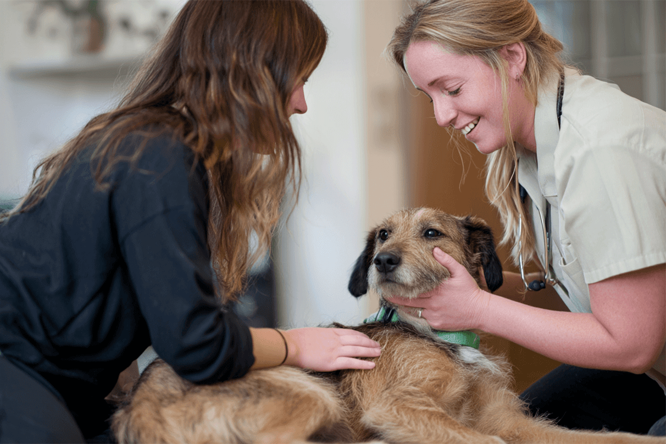 Animal First Aid Course Brisbane
