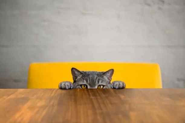 A cat