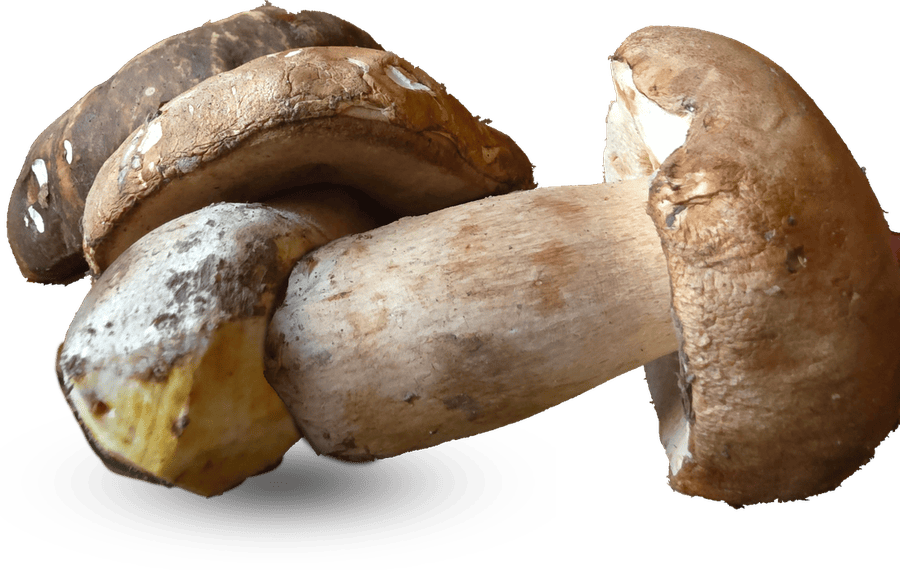 Funghi porcini freschi