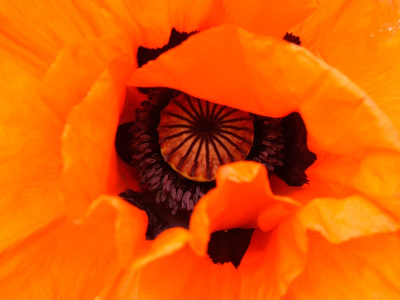 Blume1
