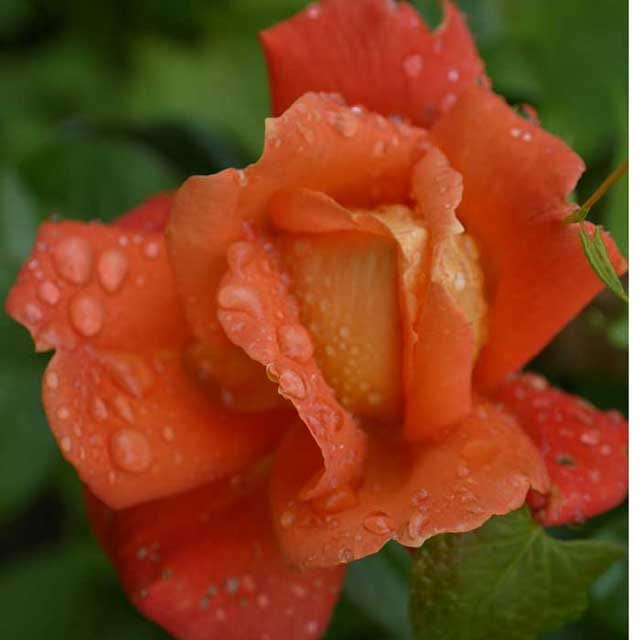 Blume2
