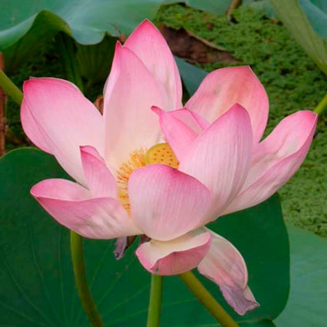 LotusEva